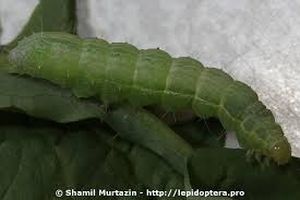 uploads/images/pest/cauliflower semilooper.jpg